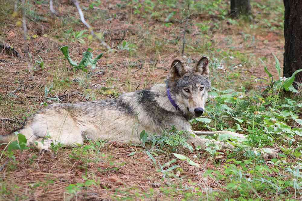 Rescued California gray wolf found shot dead in the forest