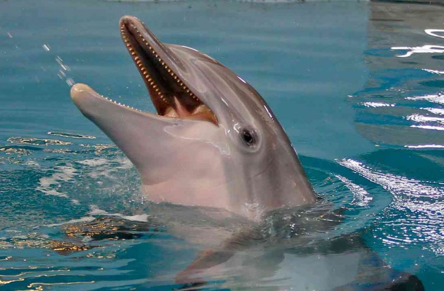 ‘Dolphin Tale’ star Winter dies at 28