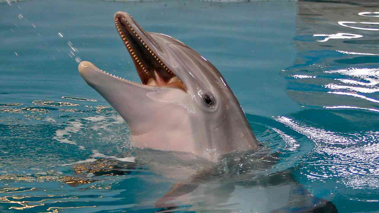 'Dolphin Tale' star Winter dies at 28